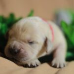 Goldie-female-Golden-Retriever-puppy-for-sale-2