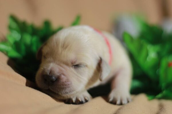Goldie Golden Retriever
