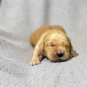 Grant Golden Retriever