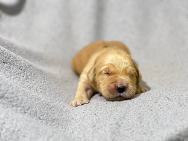 Grant Golden Retriever