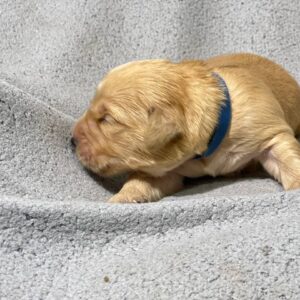 Grant Golden Retriever