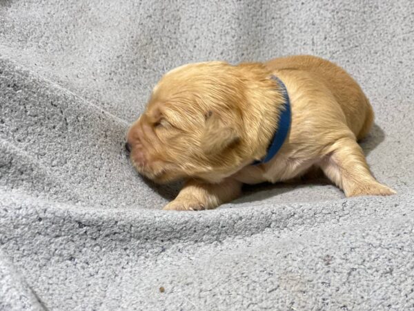 Grant Golden Retriever