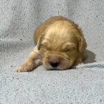 Grant-male-Golden-Retriever-puppy-for-sale-3