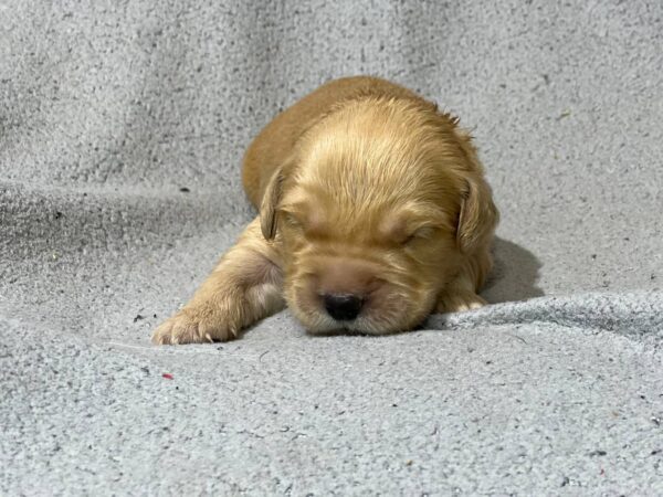 Grant Golden Retriever