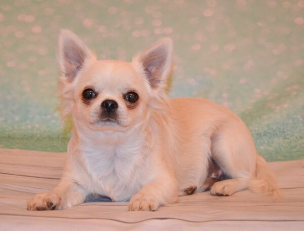 Gucci Chihuahua Gucci Chihuahua