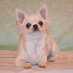 Gucci-male-Chihuahua-puppy-for-sale-2