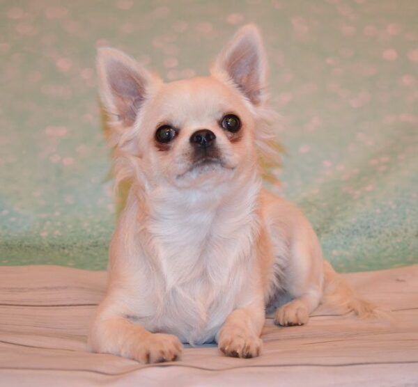 Gucci Chihuahua Gucci Chihuahua