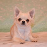 Gucci-male-Chihuahua-puppy-for-sale-3