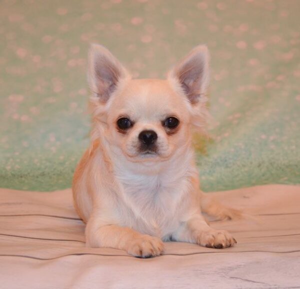 Gucci Chihuahua Gucci Chihuahua