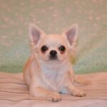 Gucci-male-Chihuahua-puppy-for-sale-5