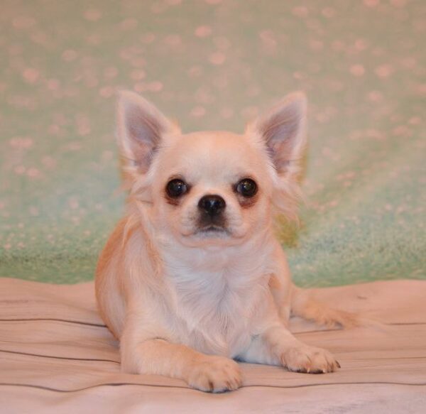 Gucci Chihuahua Gucci Chihuahua