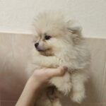 Gummi-male-pomeranian-puppy-for-sale-1 (1)