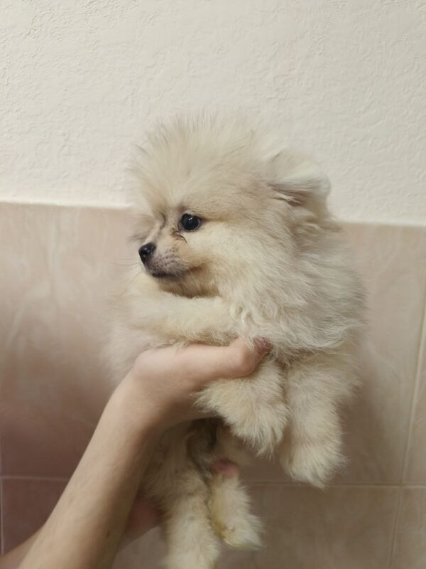 Gummi Pomeranian Gummi Pomeranian