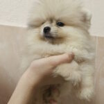 Gummi-male-pomeranian-puppy-for-sale-1 (2)