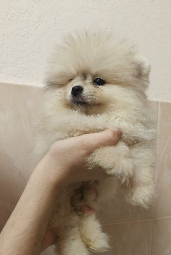 Gummi Pomeranian Gummi Pomeranian