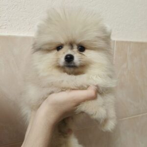 Gummi Pomeranian Gummi Pomeranian