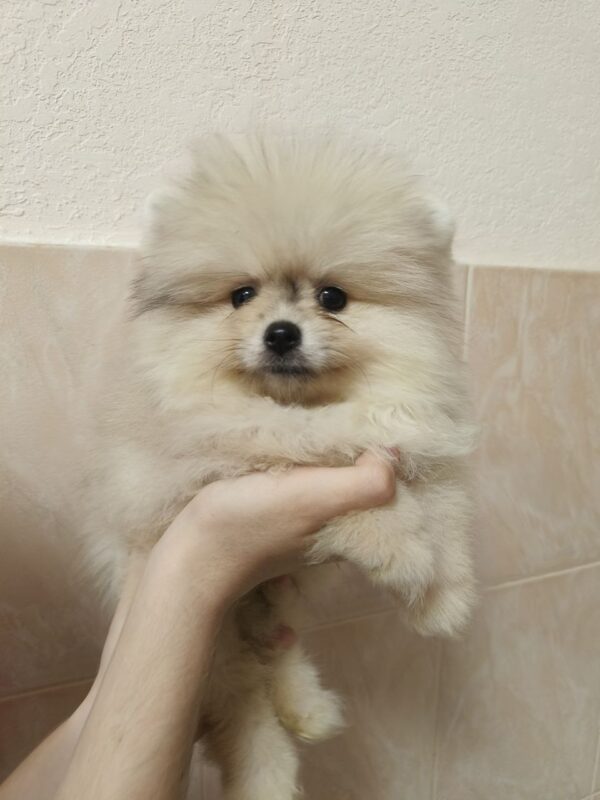 Gummi Pomeranian Gummi Pomeranian