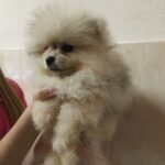 Gummi-male-pomeranian-puppy-for-sale-1 (4)