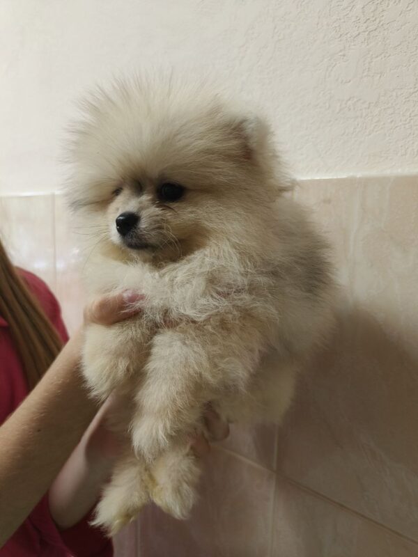 Gummi Pomeranian Gummi Pomeranian