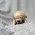 Gunnar-male-Golden-Retriever-puppy-for-sale-1