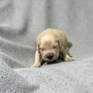 Gunnar Golden Retriever Gunnar Golden Retriever