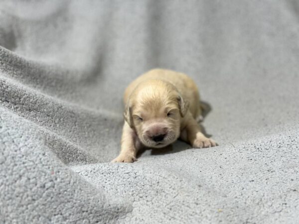 Gunnar Golden Retriever Gunnar Golden Retriever