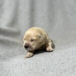 Charon Golden Retriever