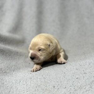 Gunnar Golden Retriever Gunnar Golden Retriever