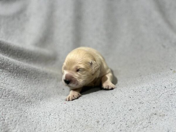 Gunnar Golden Retriever Gunnar Golden Retriever