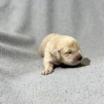 Gunnar-male-Golden-Retriever-puppy-for-sale-3