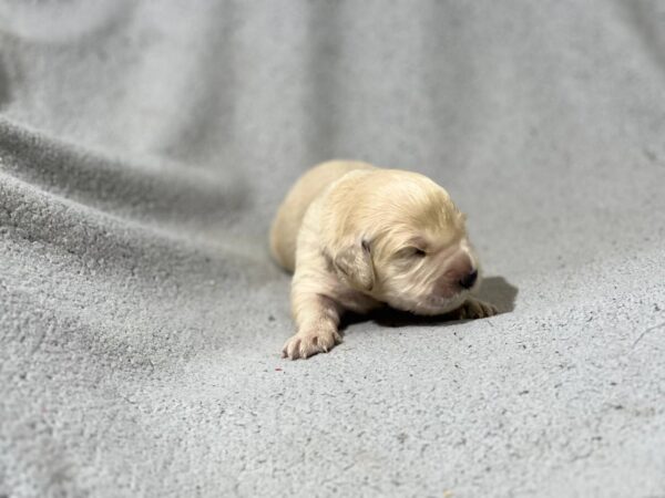 Gunnar Golden Retriever Gunnar Golden Retriever