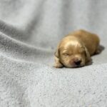 Gustav-male-Golden-Retriever-puppy-for-sale-1