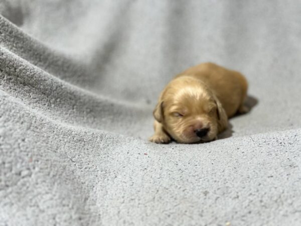 Gustav Golden Retriever