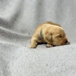 Gustav-male-Golden-Retriever-puppy-for-sale-2