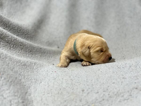 Gustav Golden Retriever