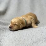 Gilroy Golden Retriever