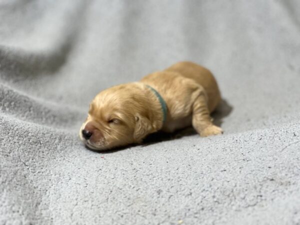 Gustav Golden Retriever