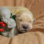 Goldie Golden Retriever