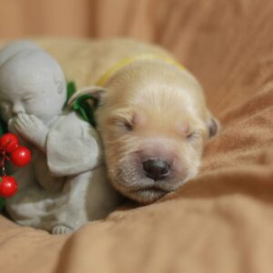 Gwen Golden Retriever Gwen Golden Retriever