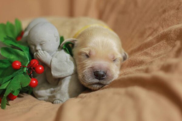 Gwen Golden Retriever Gwen Golden Retriever