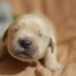 Gwen-female-Golden-Retriever-puppy-for-sale-2