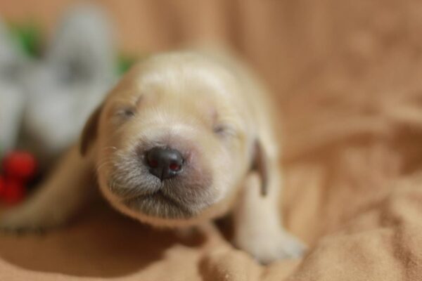 Gwen Golden Retriever Gwen Golden Retriever