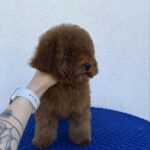 Icarus-male-Toy-Poodle-puppy-for-sale-1