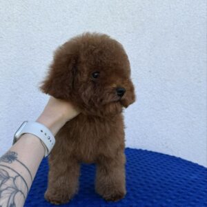 Icarus Toy Poodle Icarus Toy Poodle