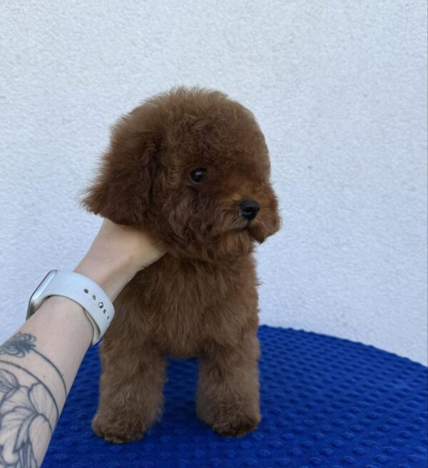 Icarus Toy Poodle