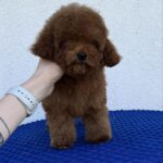 Icarus-male-Toy-Poodle-puppy-for-sale-2