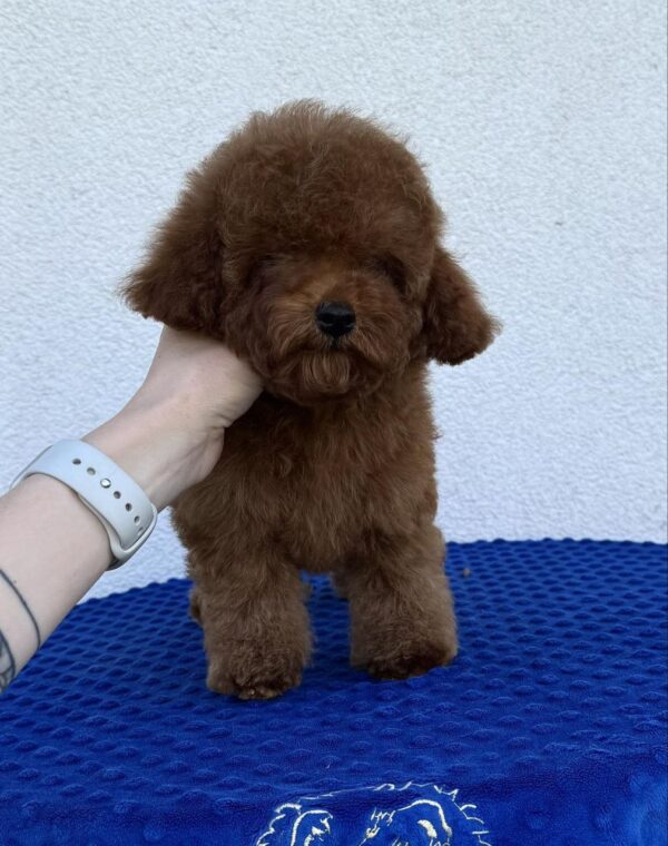 Icarus Toy Poodle
