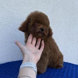 Icarus Toy Poodle Icarus Toy Poodle