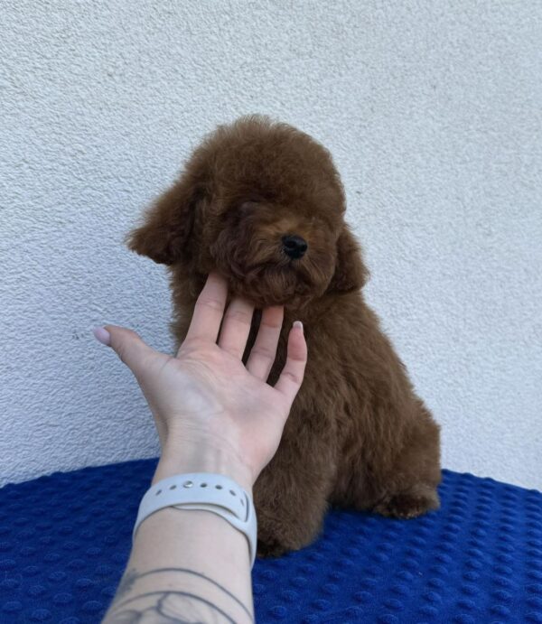 Icarus Toy Poodle