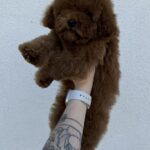Icarus-male-Toy-Poodle-puppy-for-sale-4